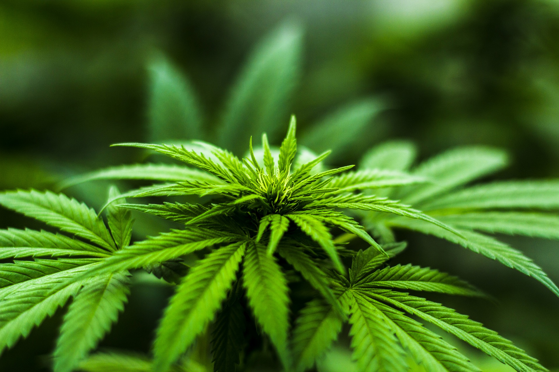 Medical Marijuana: Know the Facts